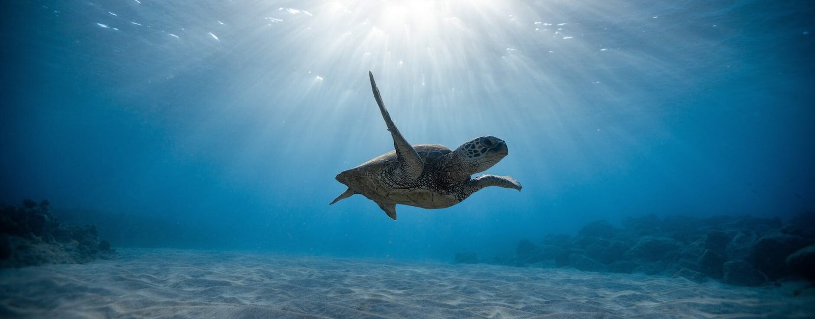 underwater photography of turtle cabo experience tours