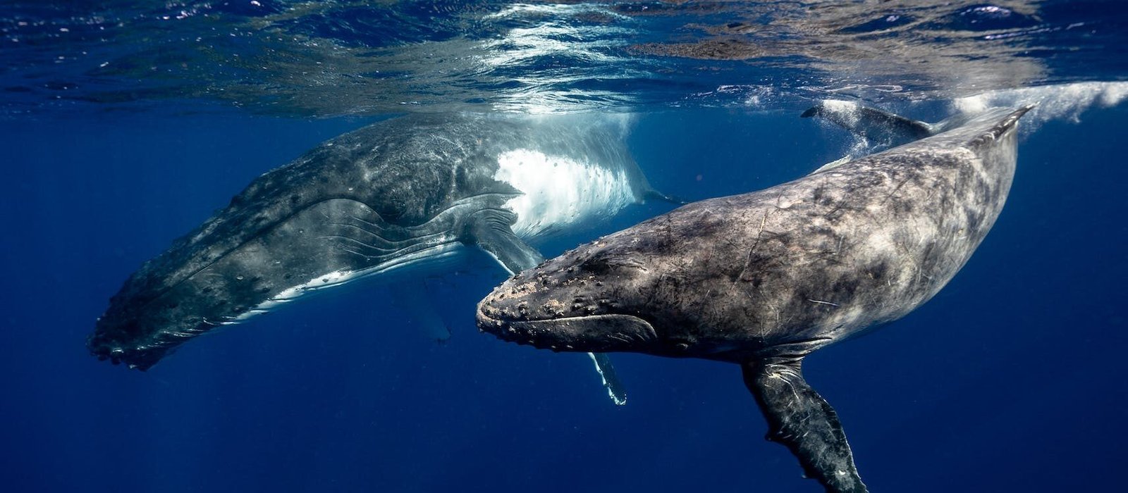 humpback whales underwater cabo experience tours